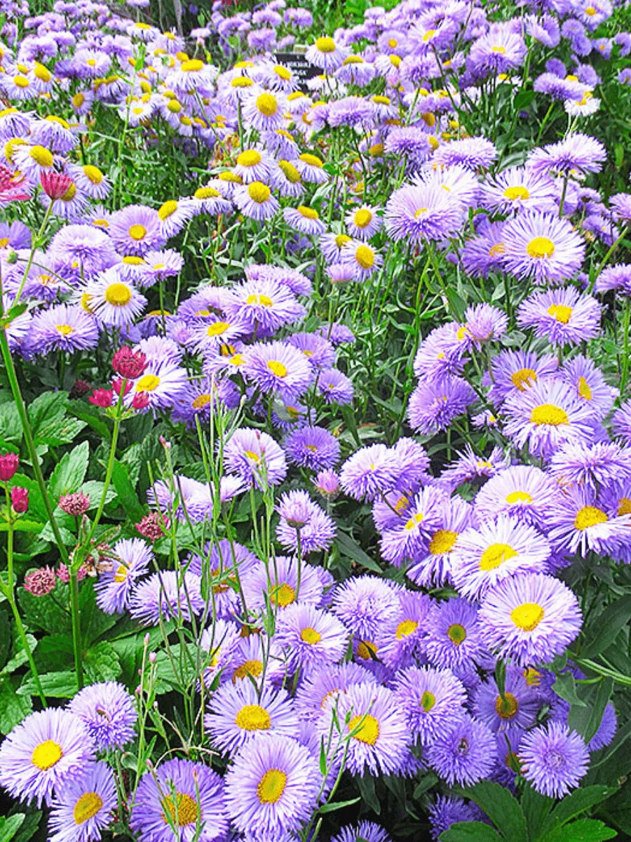Эригерон красивый Azure Beauty