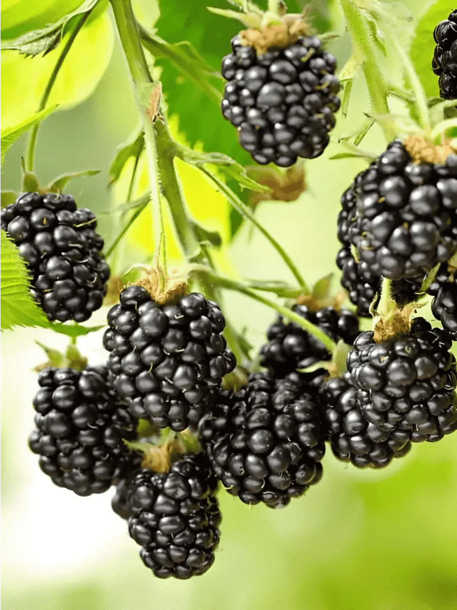 Ежевика Ouachita