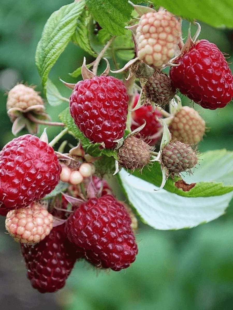 Малина ремонтантная Polana