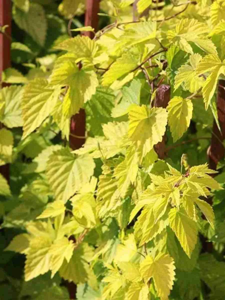 Хмель обыкновенный Aureus