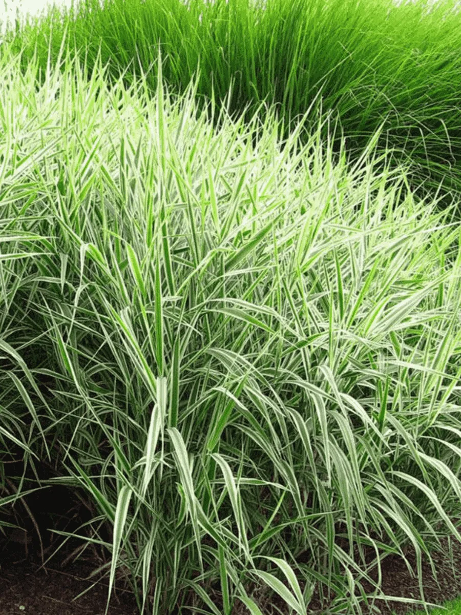 Фалярис тростниковый Picta