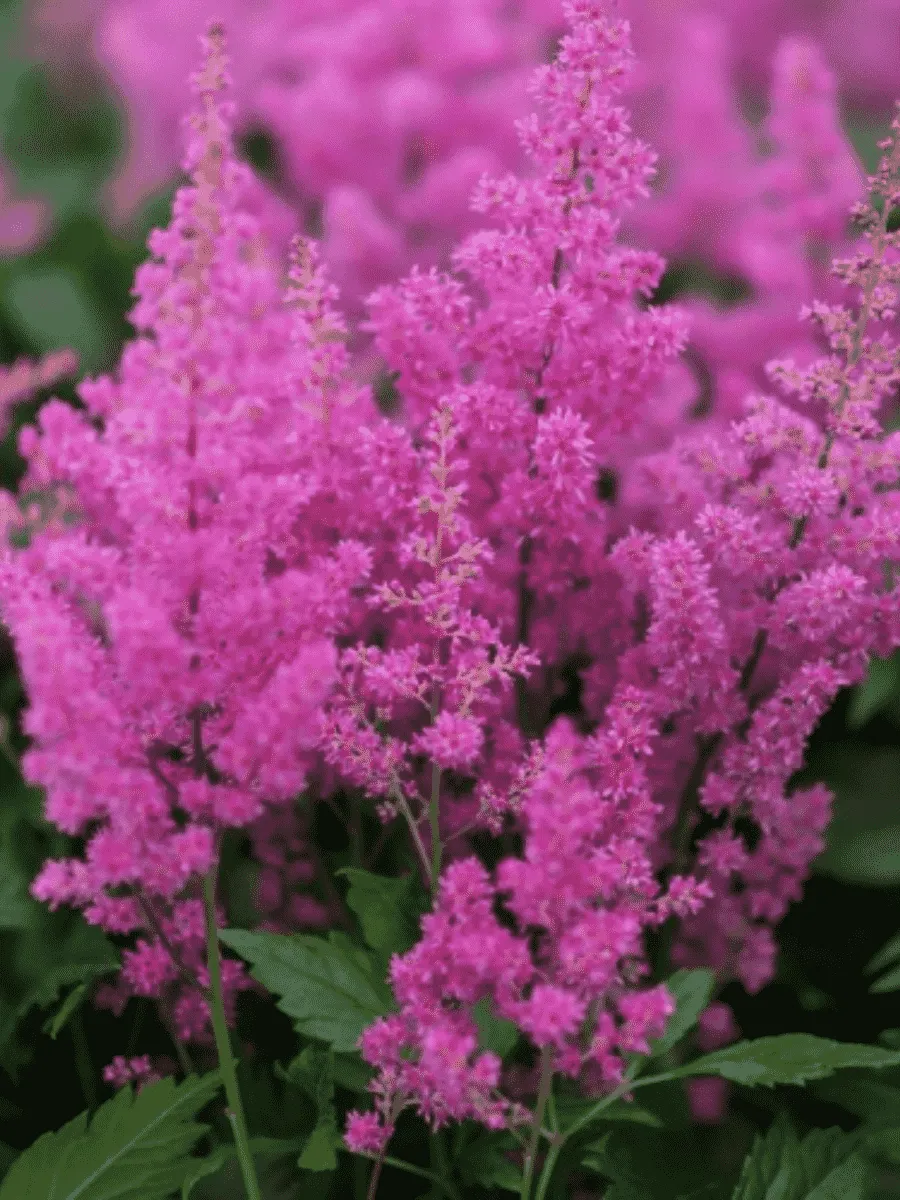 Астильба японская Mainz