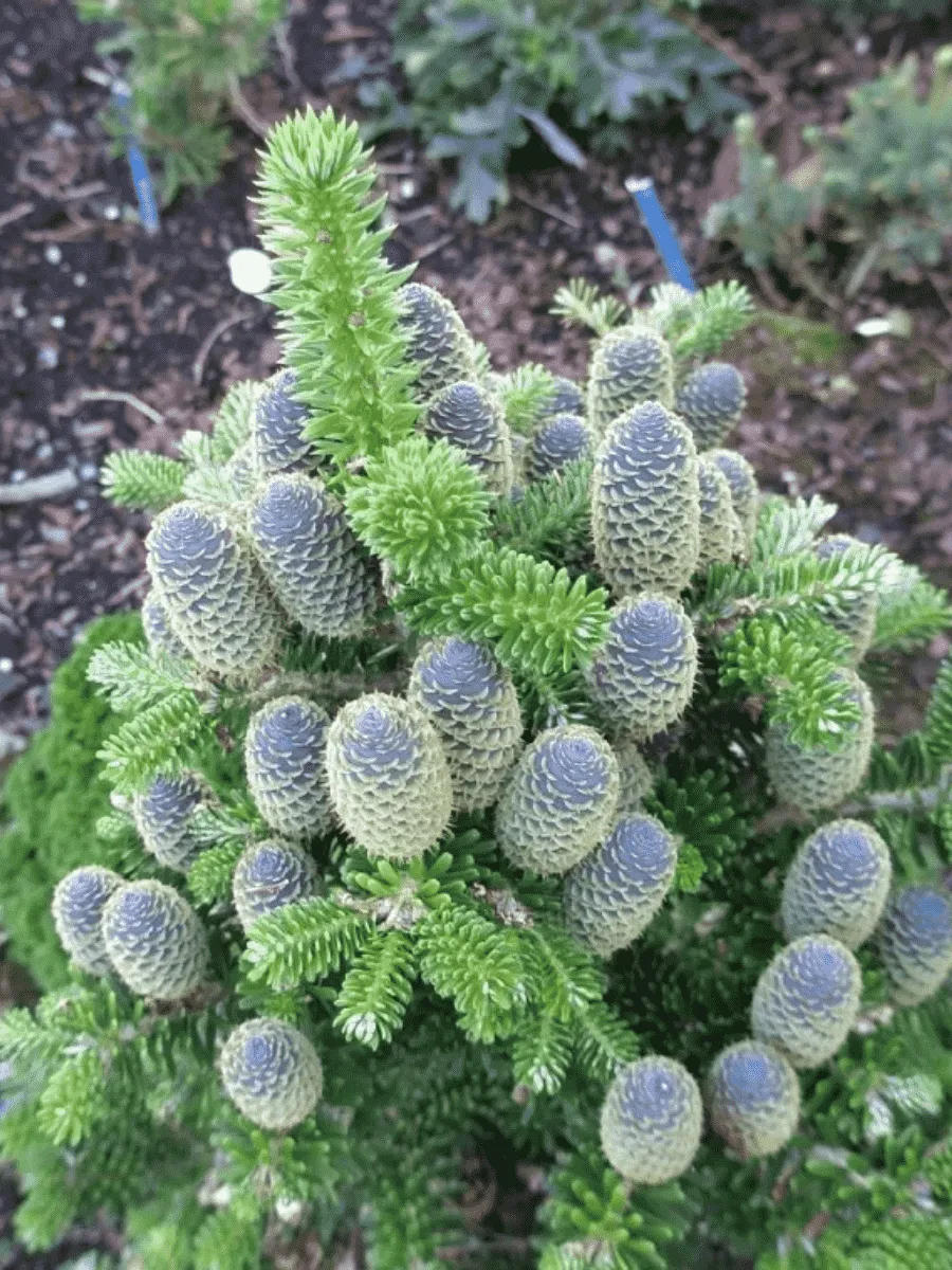 Пихта корейская Discus