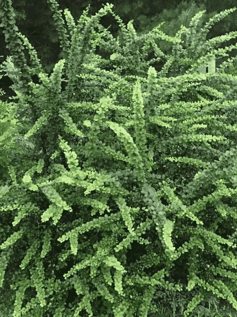 Барбарис Тунберга Green Ornament