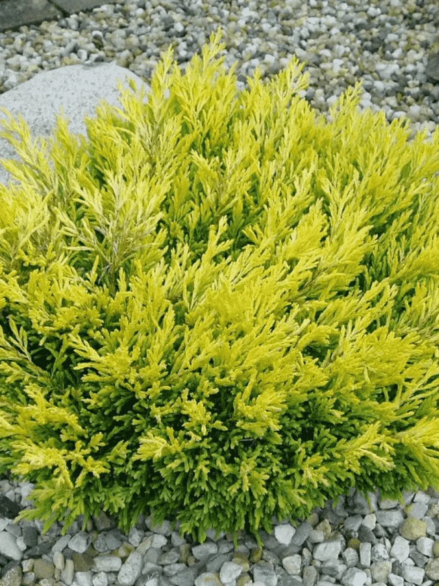 Можжевельник горизонтальный Limeglow