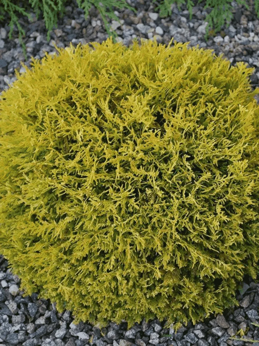 Туя западная Danica Aurea