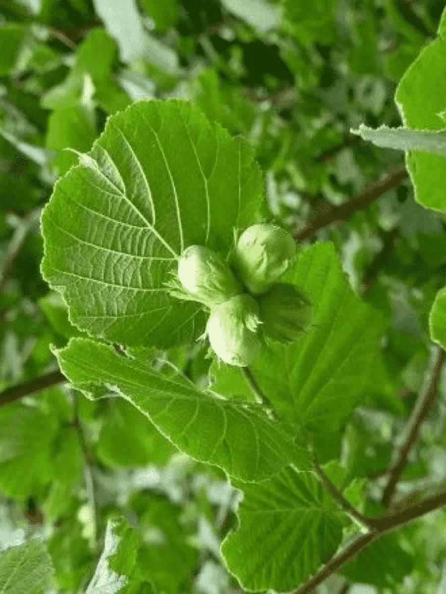 Фундук Halle'sche Riesennuss