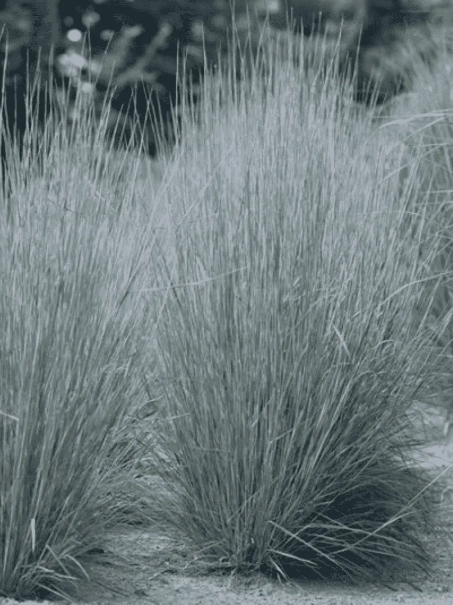 Схизахириум метельчатый