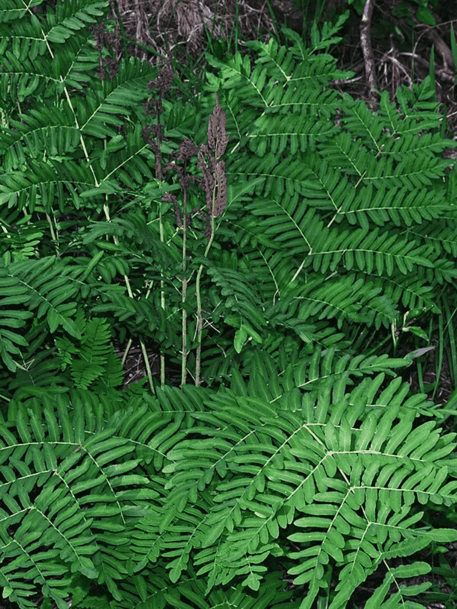 Чистоуст величавый Japonicum