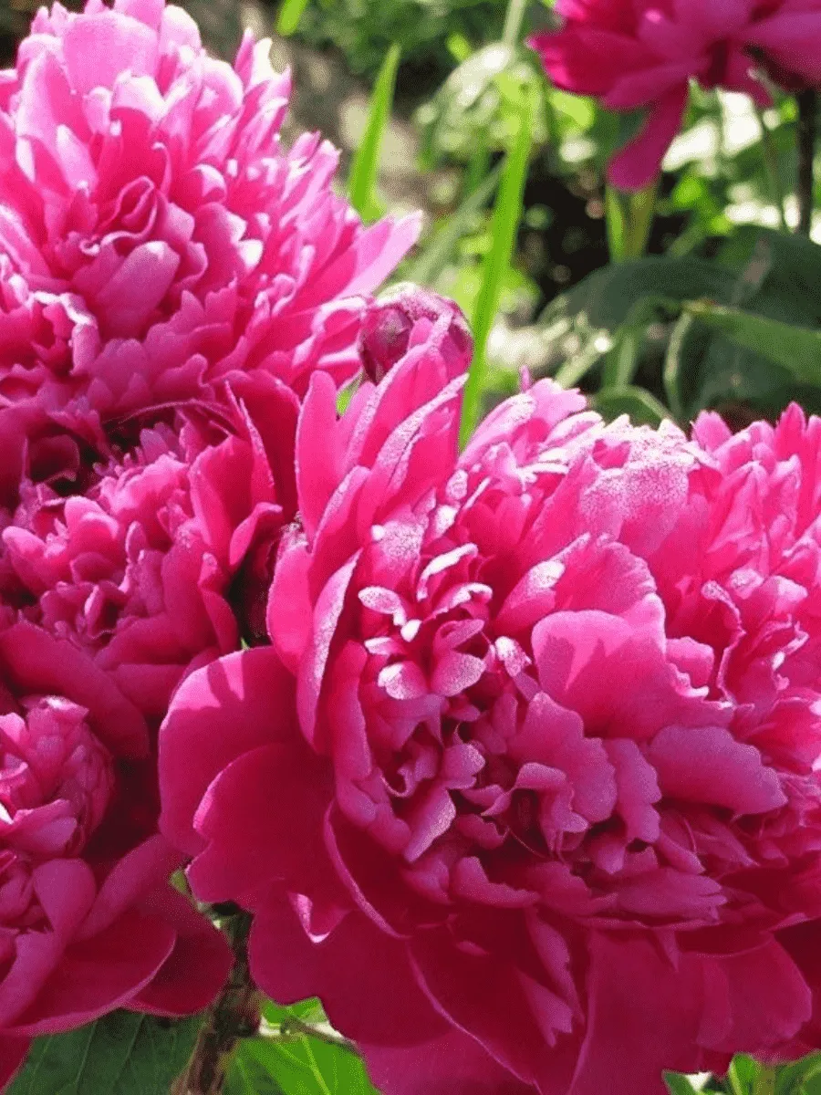 Пион Молочноцветковый Bouchela