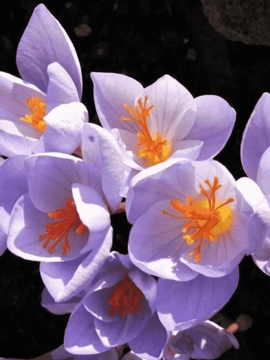 Крокус прекрасный