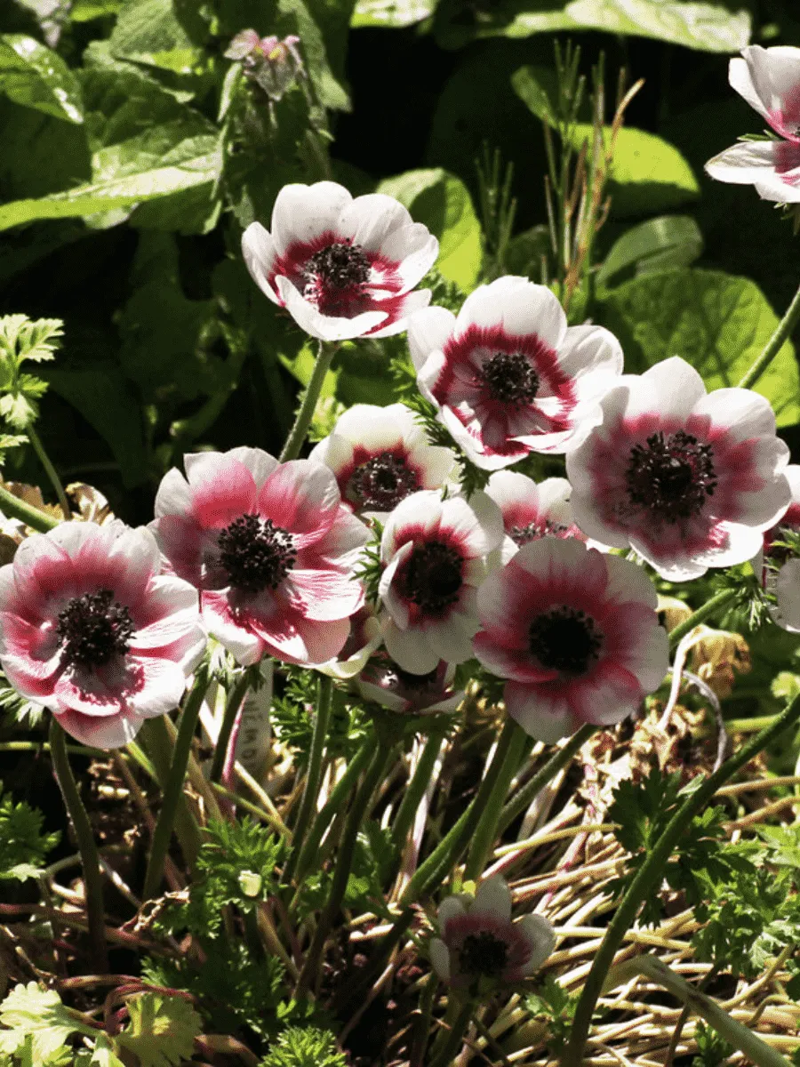 Анемона Bicolor