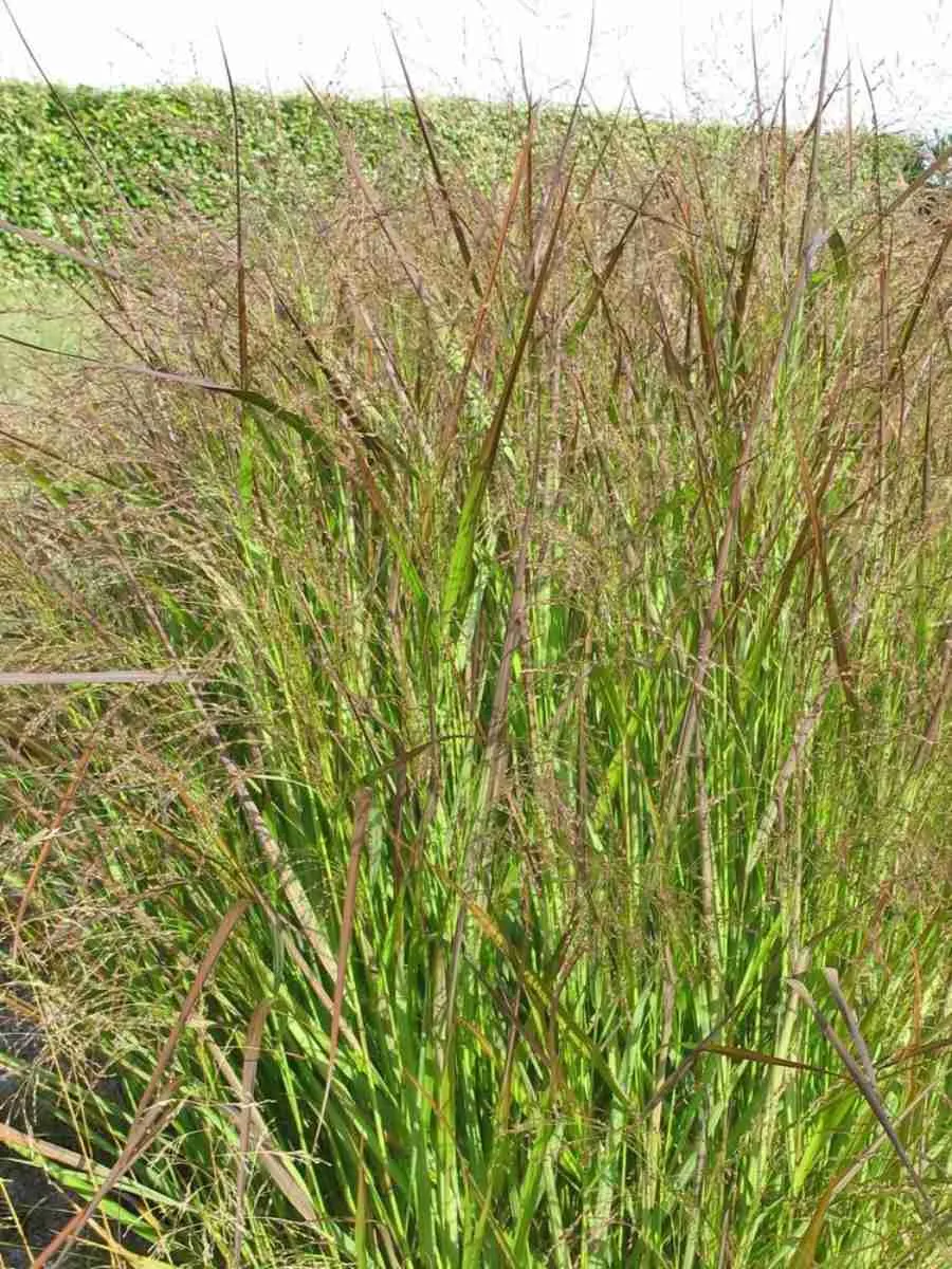 Просо прутьевидное Squaw