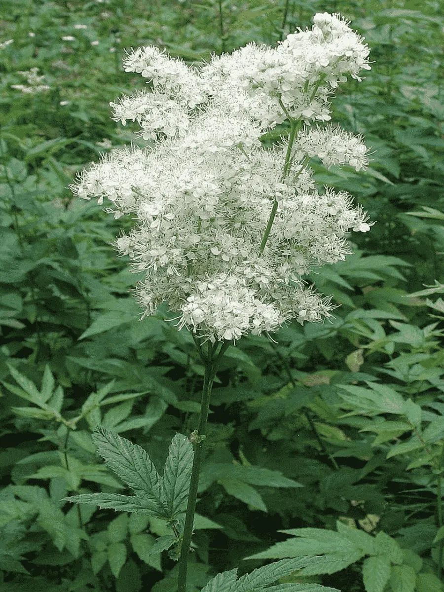 Лабазник вязолистный