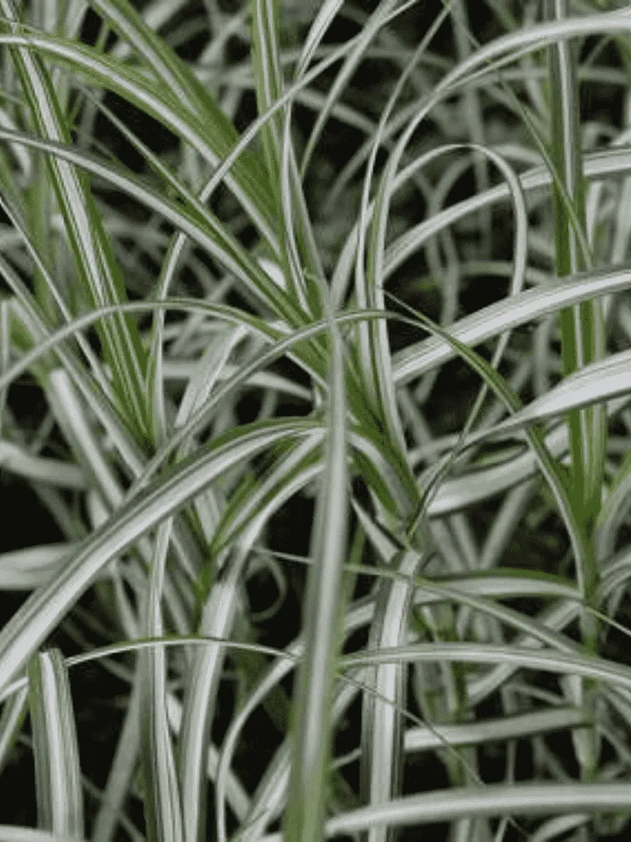 Осока пальмолистная Variegata