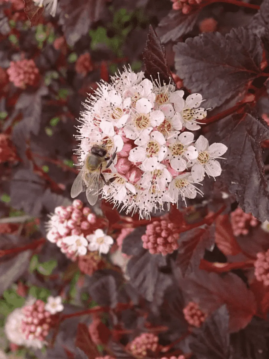 Пузыреплодник калинолистный Summer Wine