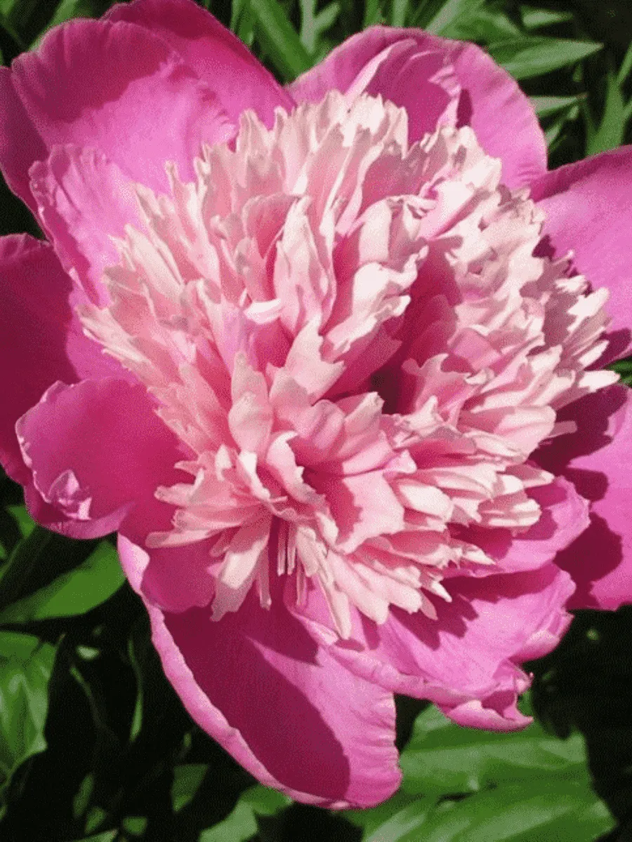 Пион Молочноцветковый Pink