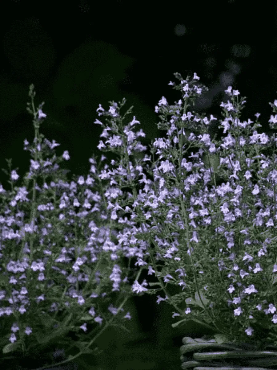 Душевик котовниковый