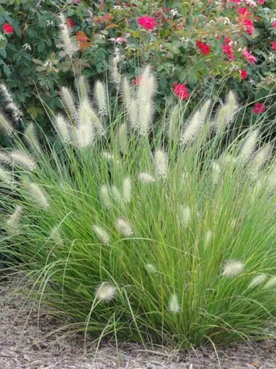 Пеннисетум лисохвостый