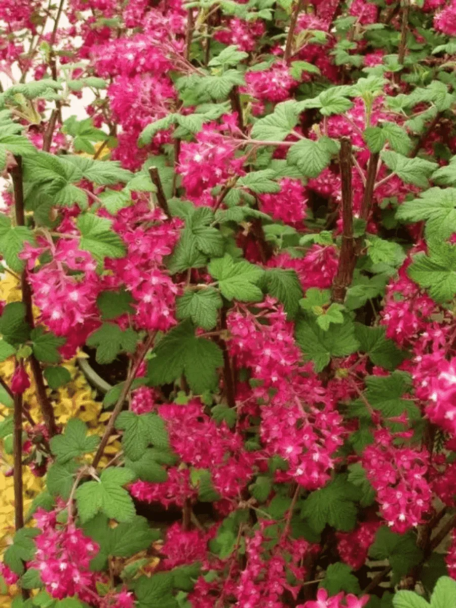 Смородина кроваво-красная King Edward VII