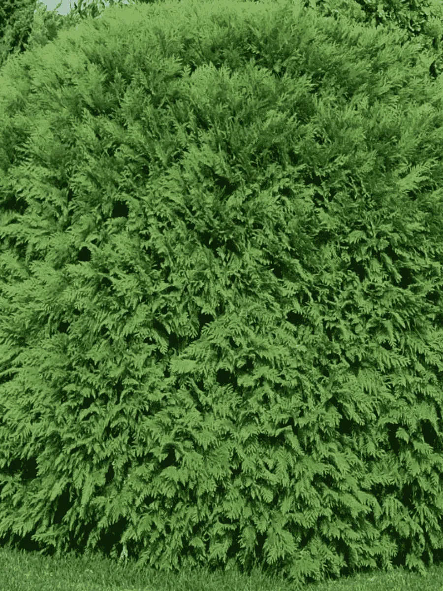 Туя западная Woodwardii