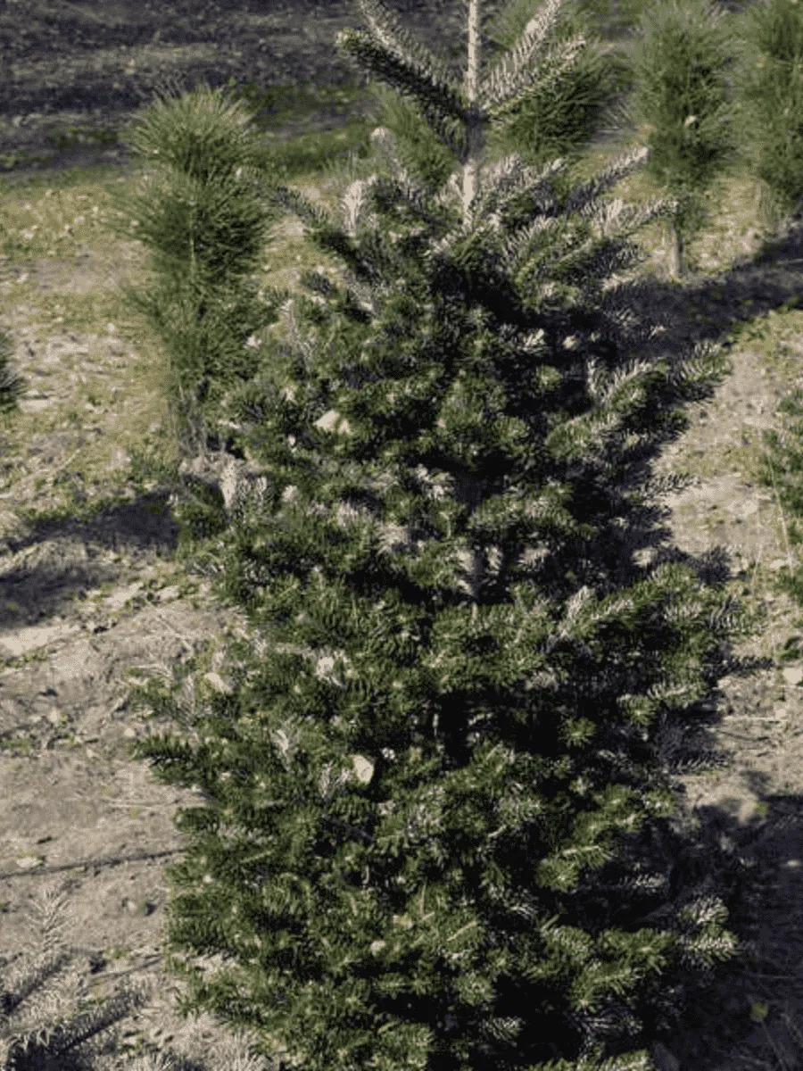 Пихта корейская Zenek