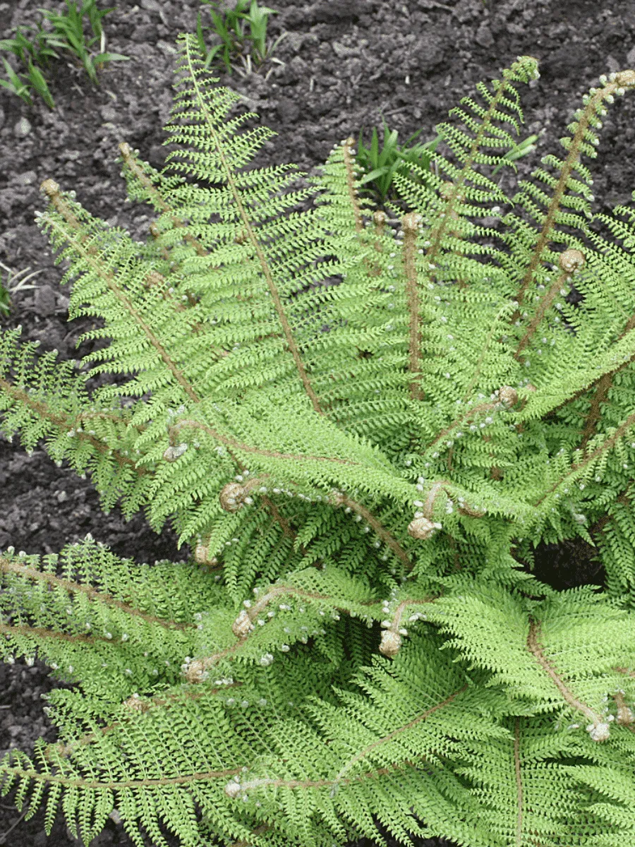 Многорядник щетинковый  Dahlem