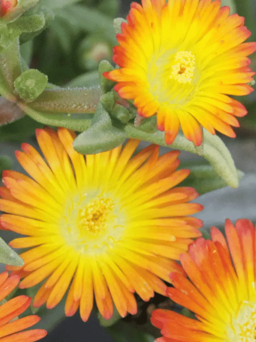 Делосперма культурная Suntropic Copper