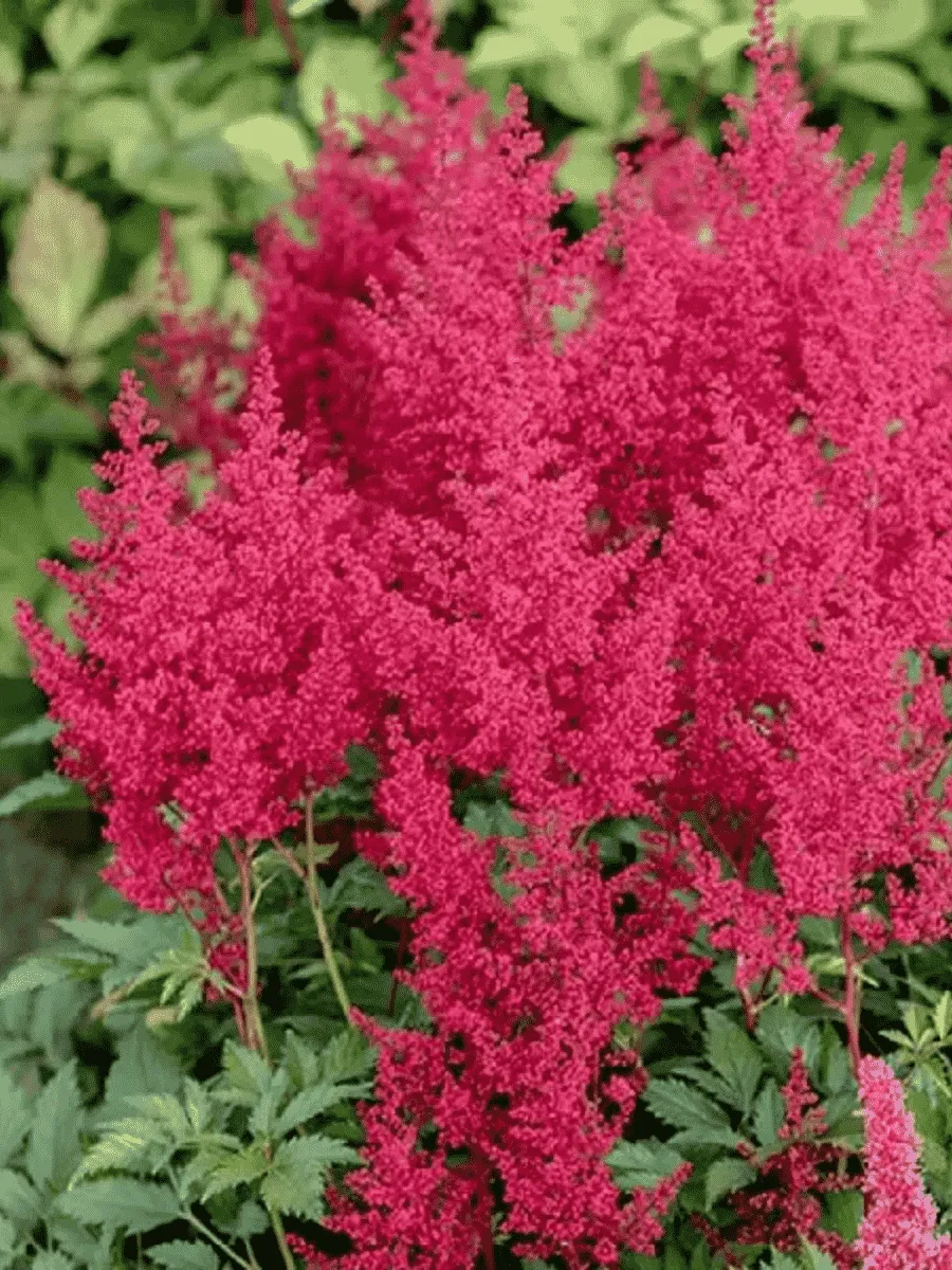 Астильба японская Red Sentinel