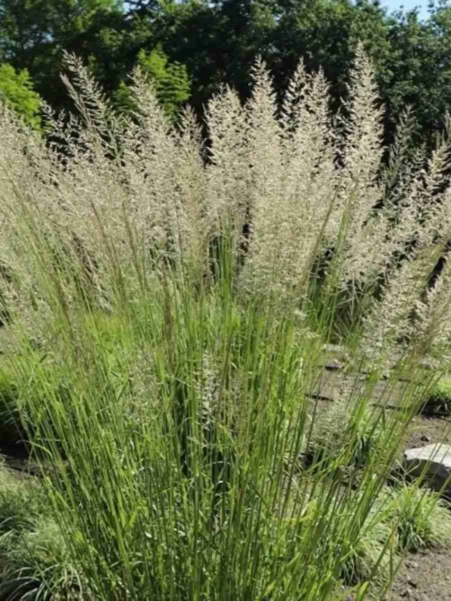 Вейник остроцветковый Waldenbuch