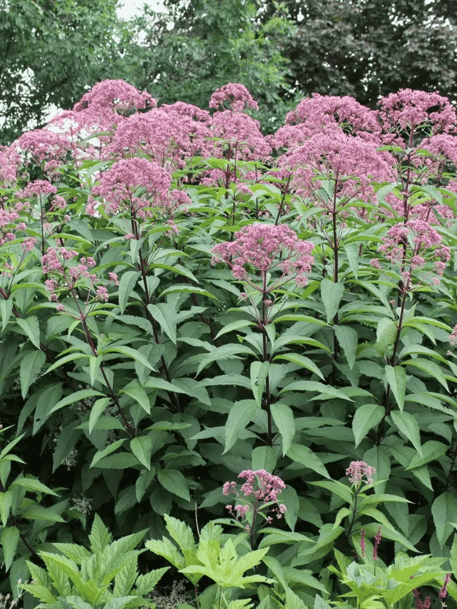 Посконник пятнистый Atropurpureum