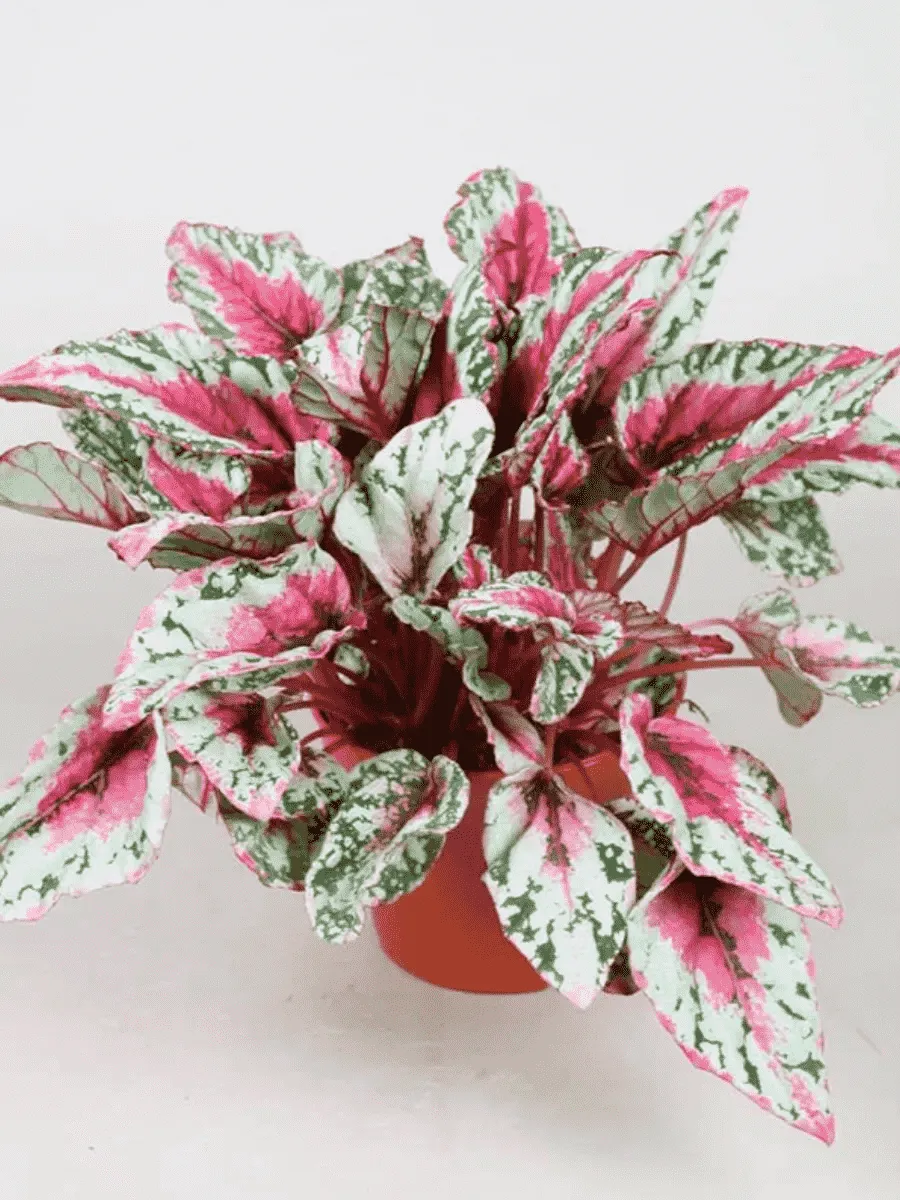 Бегония Rex Maui Sunset