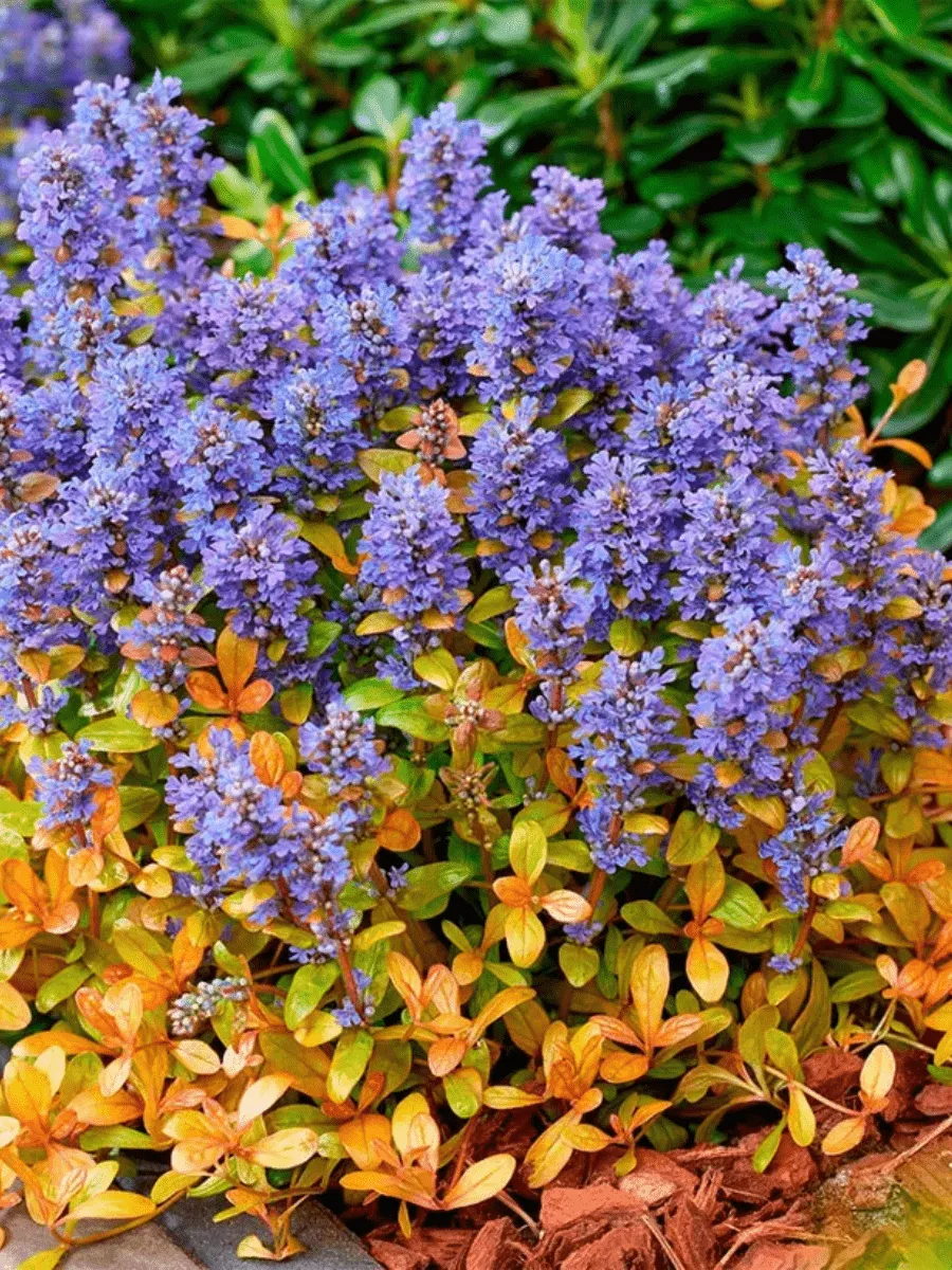 Живучка Feathered Friends Fancy Finch