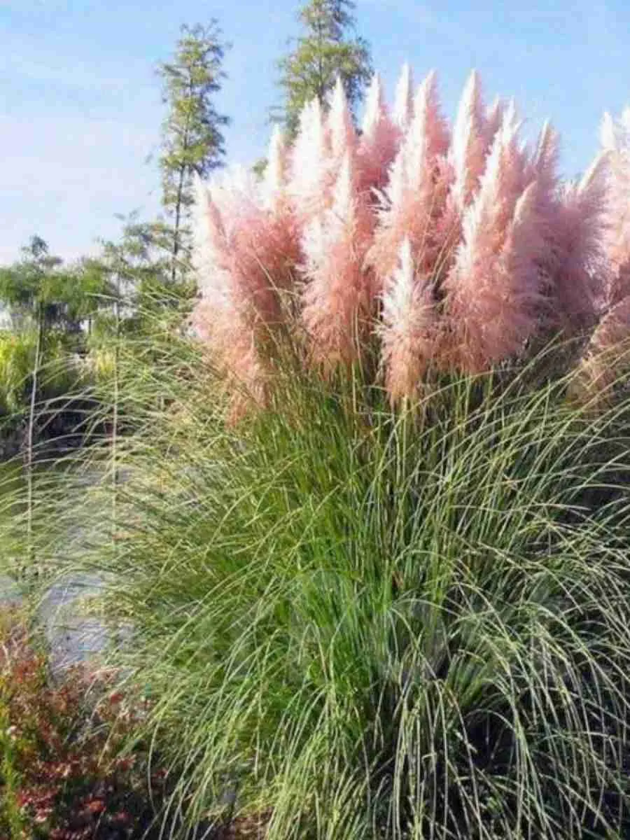 Кортадерия Cелло Pink Feather