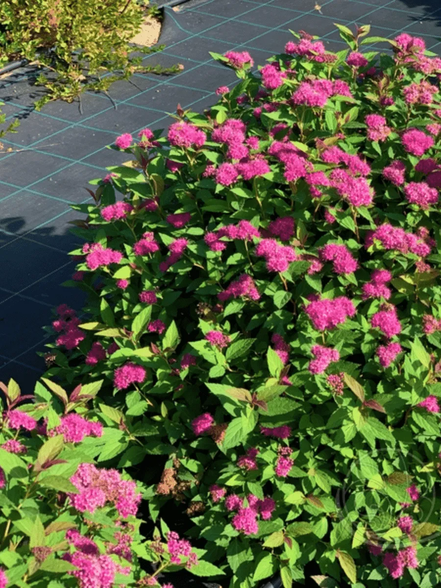 Спирея японская Double Play Artist