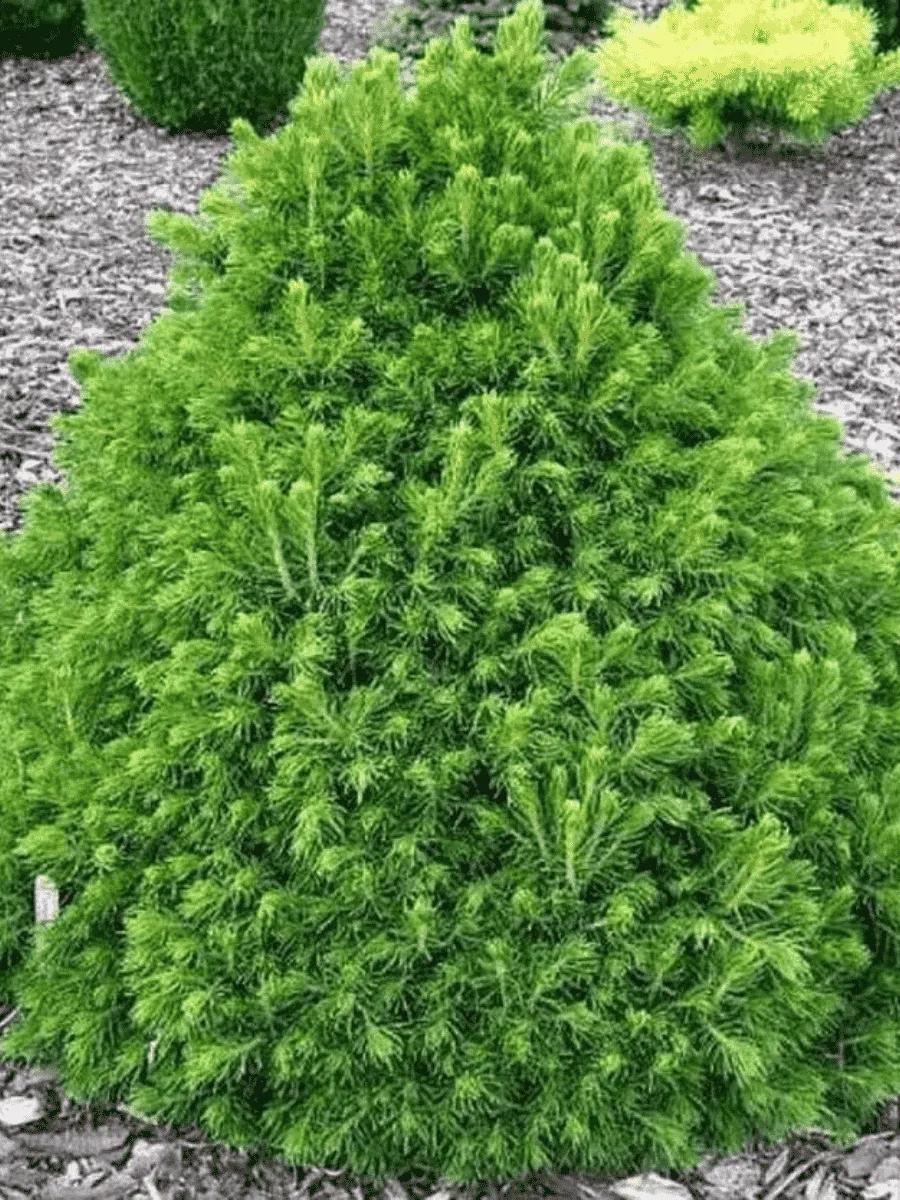 Ель обыкновенная Tompa