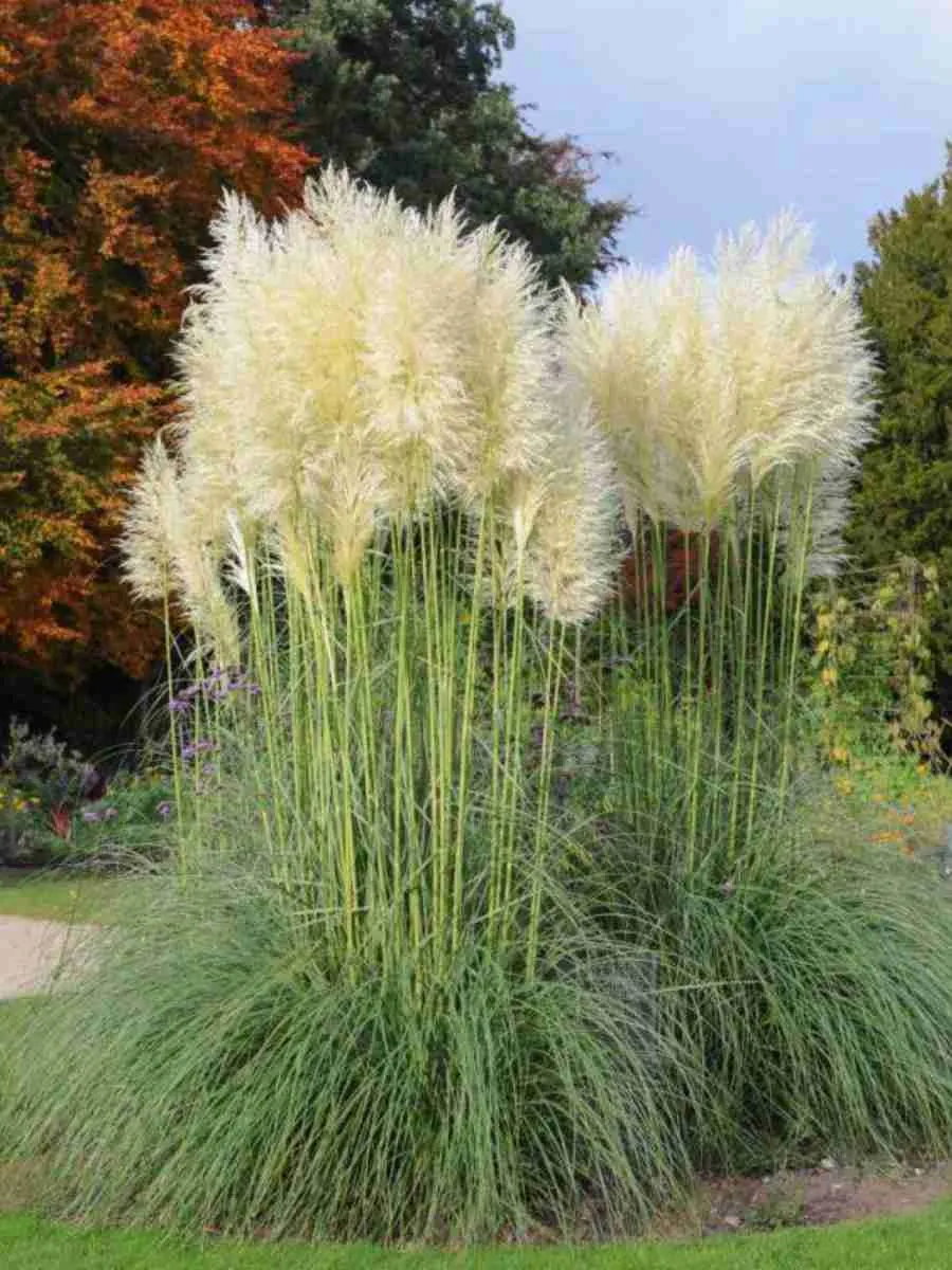 Кортадерия Cелло White Plume