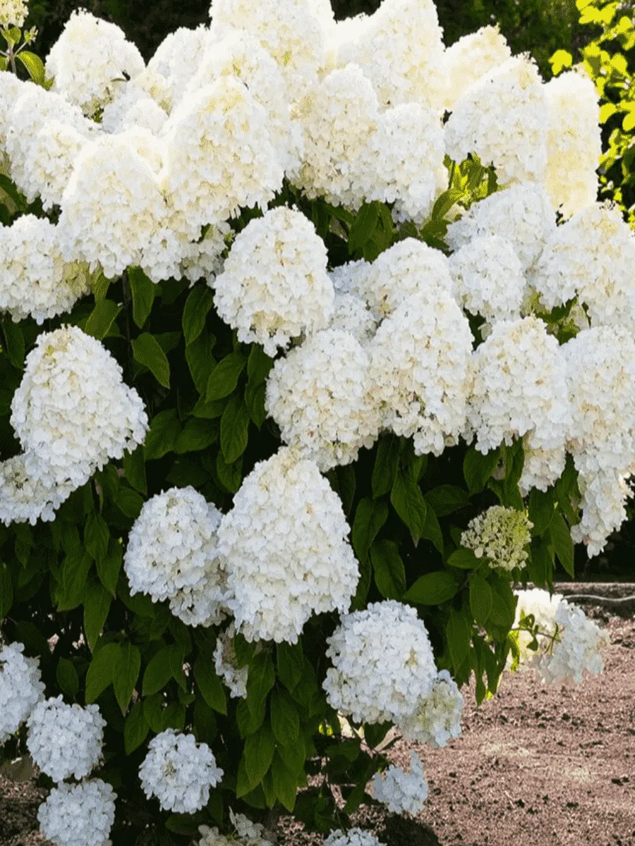 Гортензия метельчатая Summer Snow