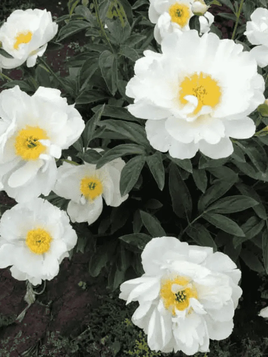 Пион Молочноцветковый Miss America