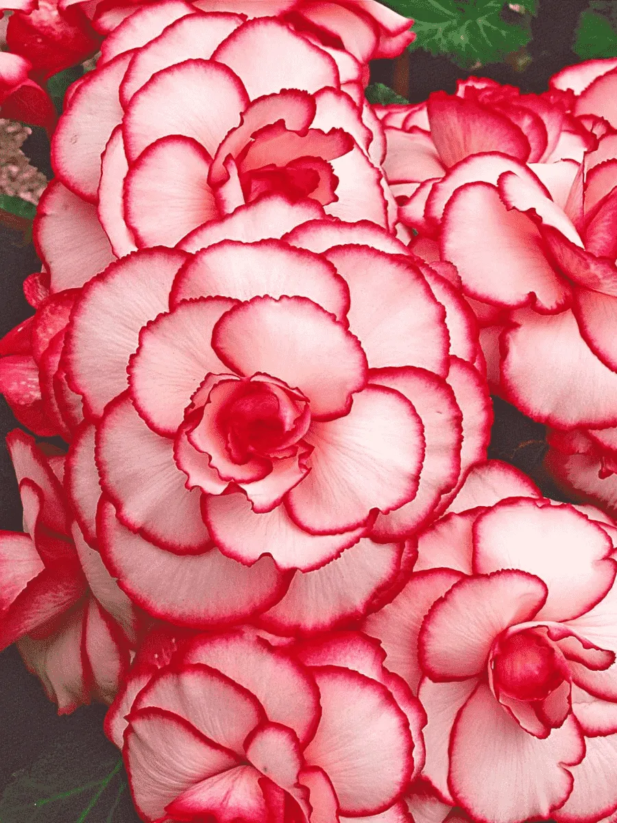 Бегония Picotee White/Red