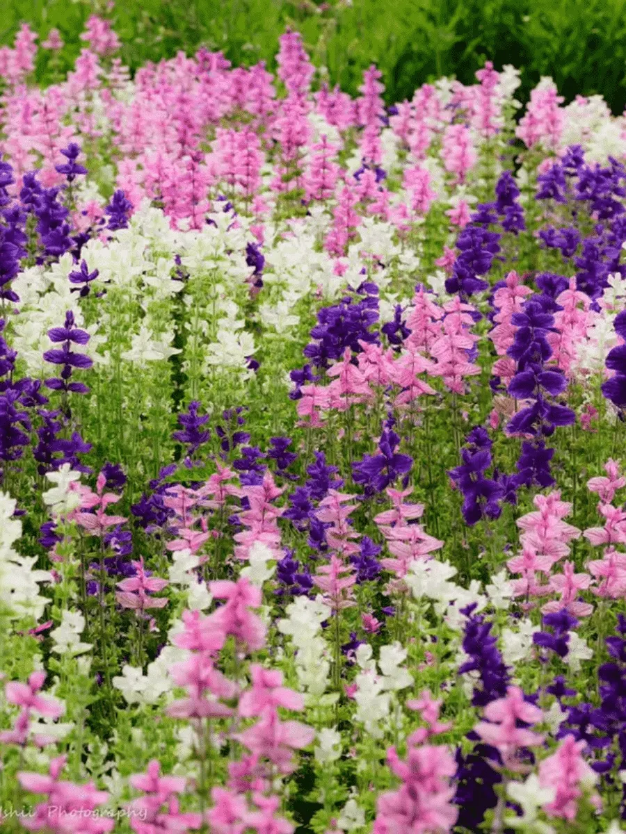 Шалфей смесь