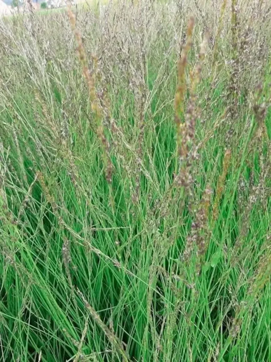 Молиния голубая Moorflamme