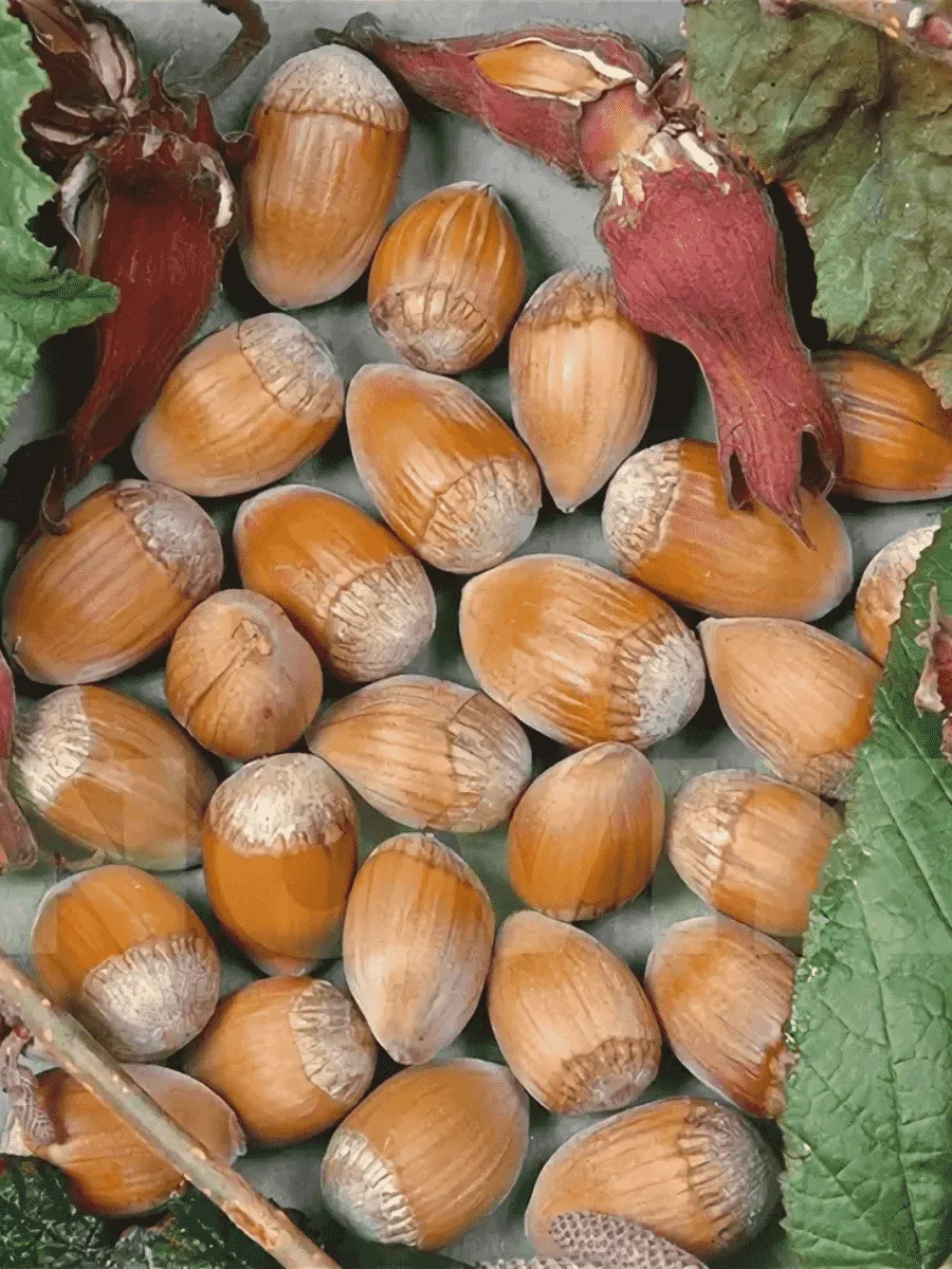 Фундук Cosford