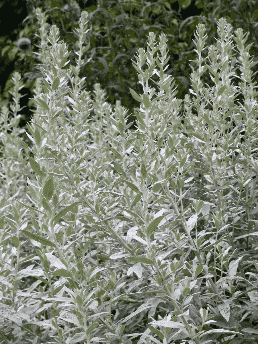 Полынь людовика Silver Queen