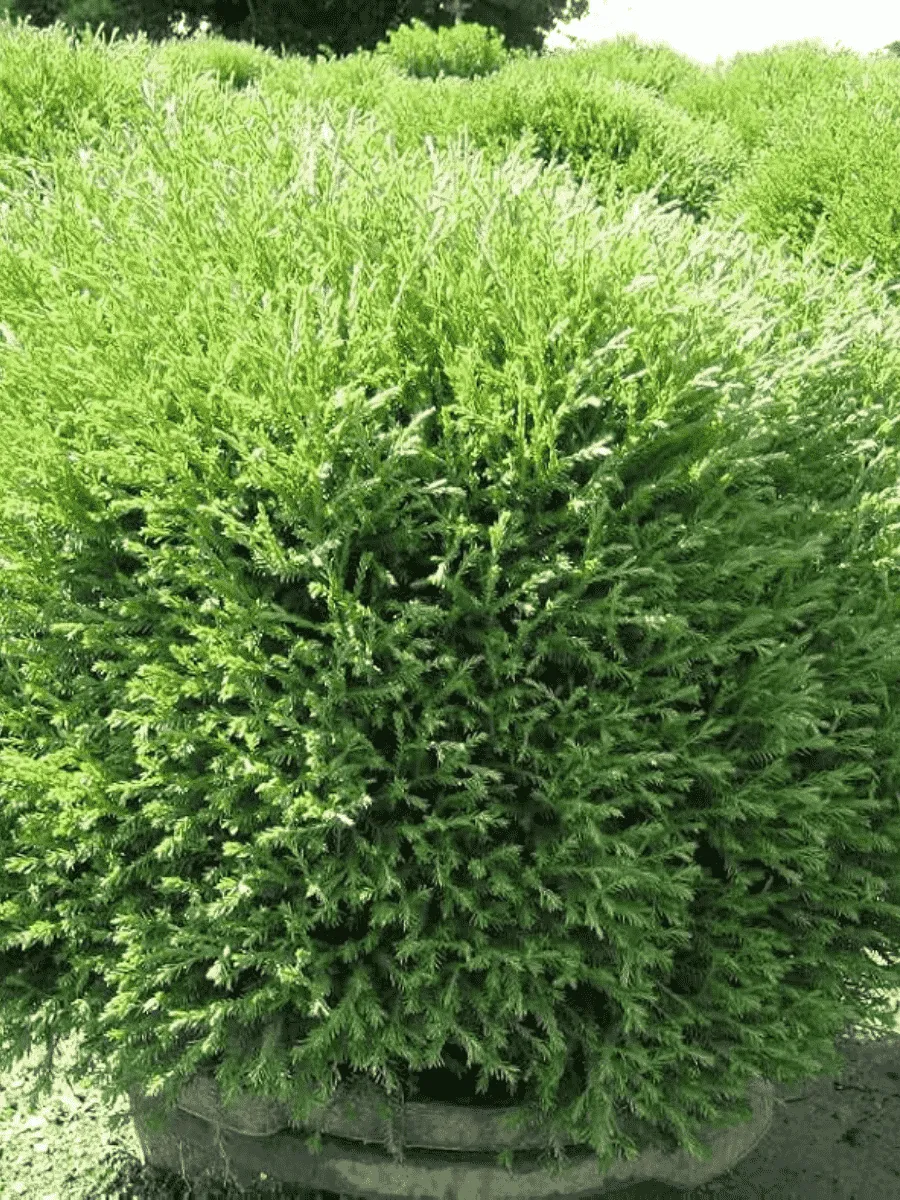 Туя западная Mr. Bowling Ball