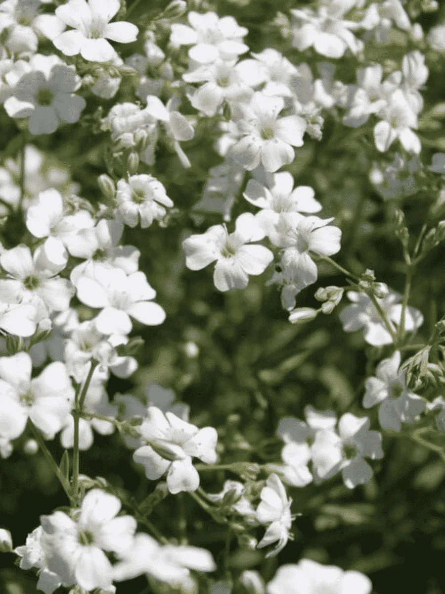 Гипсофила ползучая Filou White