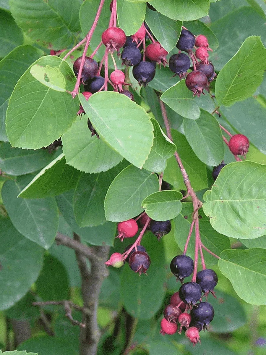 Ирга колосистая