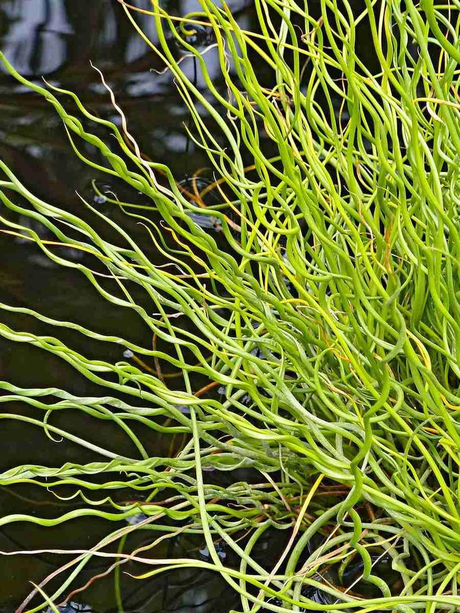 Ситник развесистый Spiralis