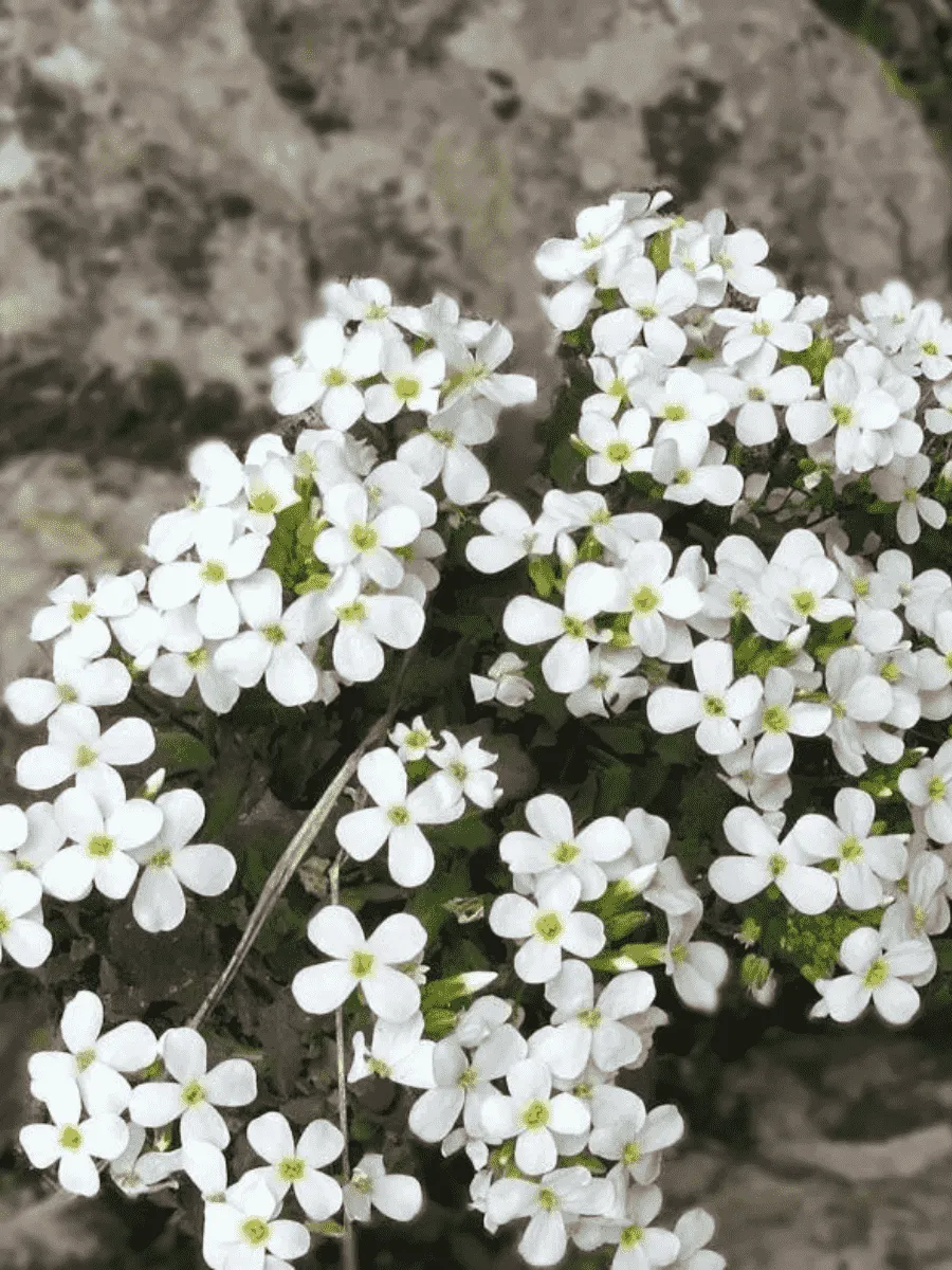 Арабис кавказский Aubris White