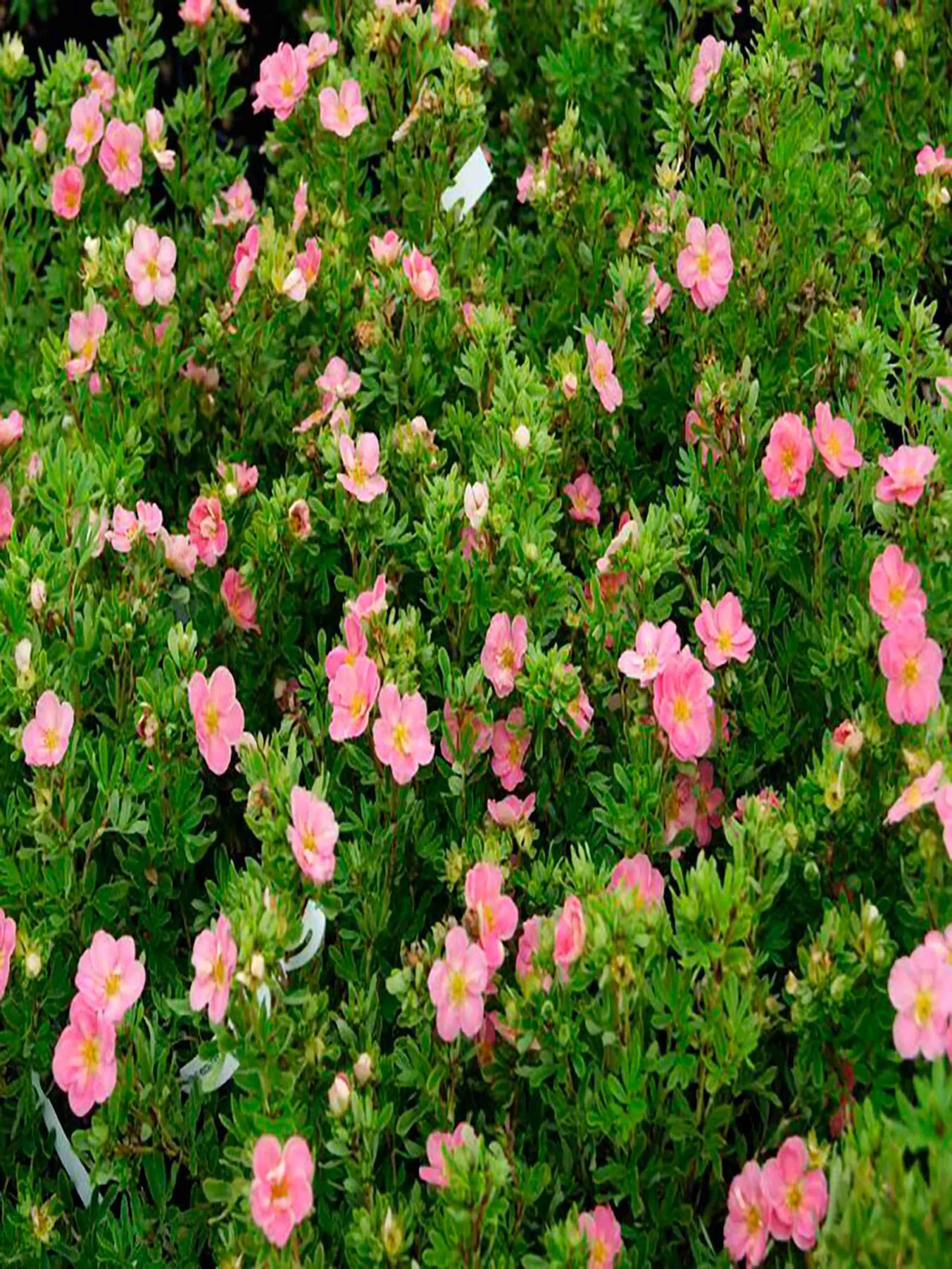 Лапчатка кустарниковая New Dawn